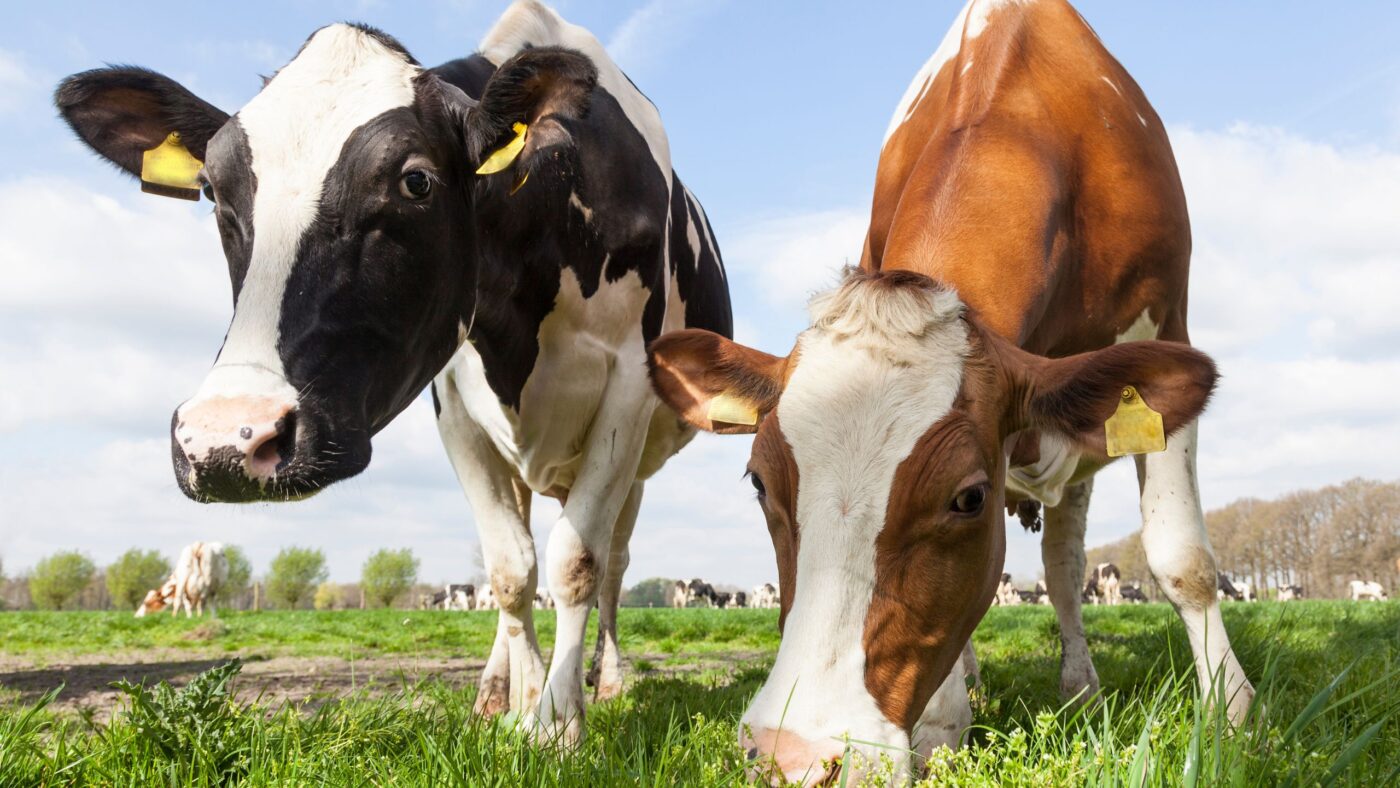 Zwei Kühe auf einer grünen Wiese
