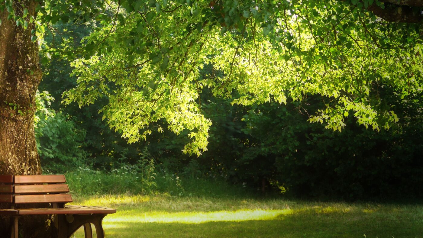 Parkanlage, mit Baum und einer Bank davor