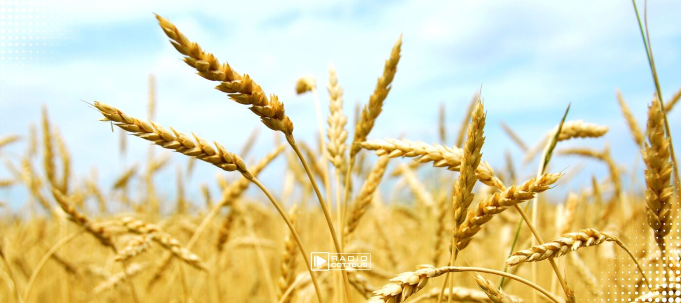 Bild von goldbraunem Getreide vor blauem Himmel. Ein paar Ähren sind nah an der Kamera.