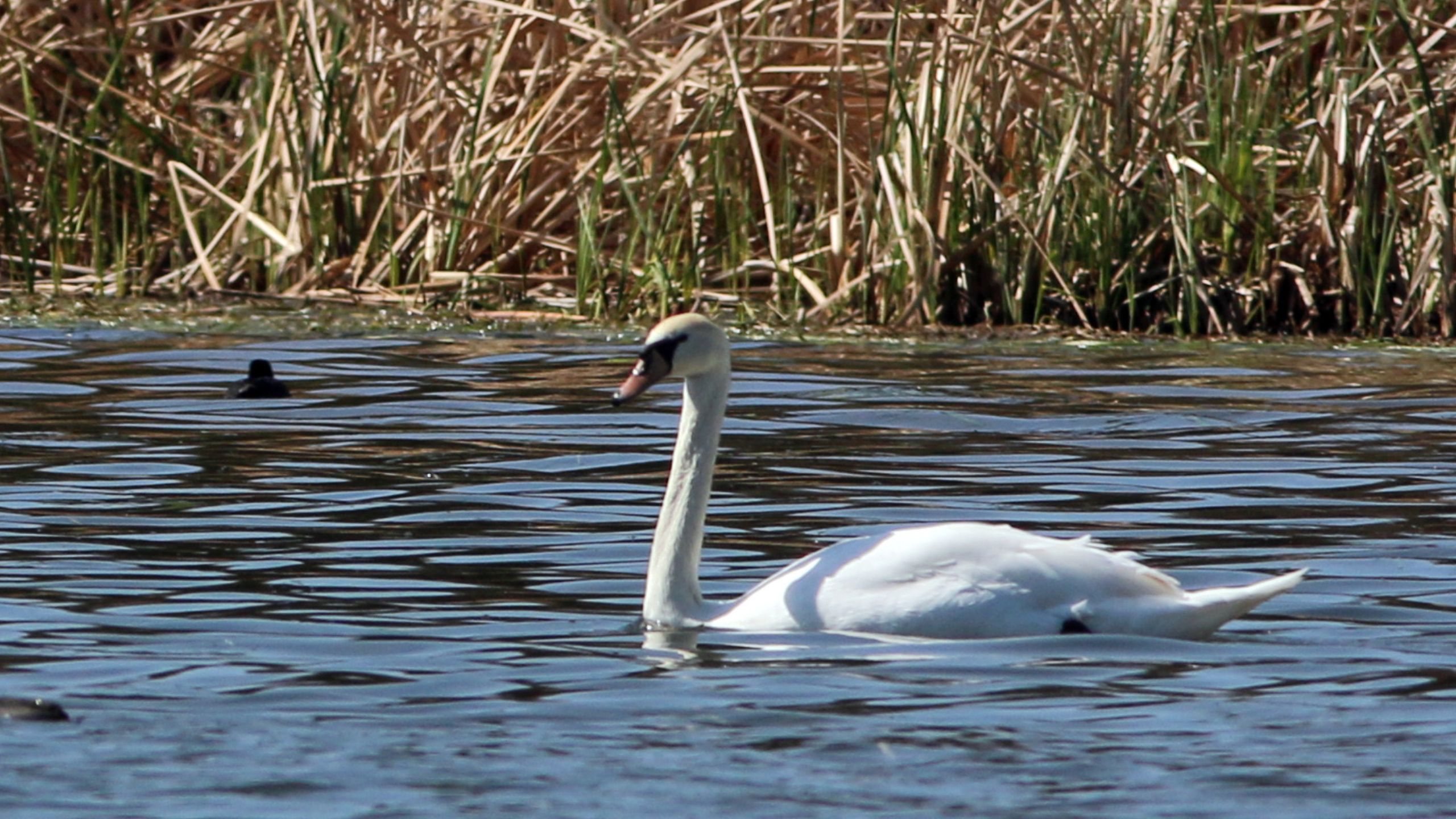 Schwäne am Deulowitzer See