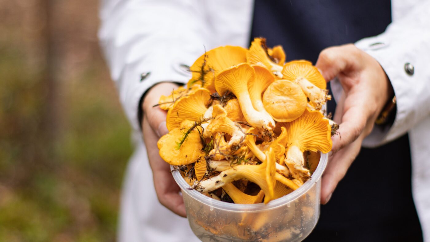Eine Person hält eine Schale mit Pfifferlingen in der Hand