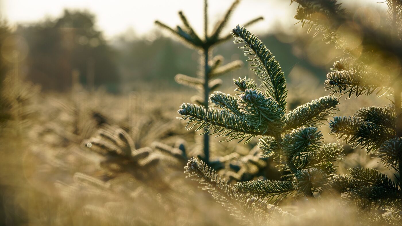 Tannenbäume auf einer Plantage
