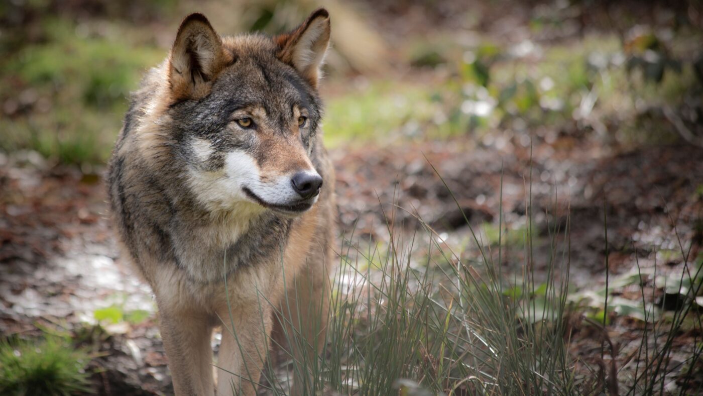 Braun-grauer Wolf im Wald