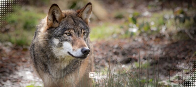 Brandenburg plant neues Wolfsmanagement