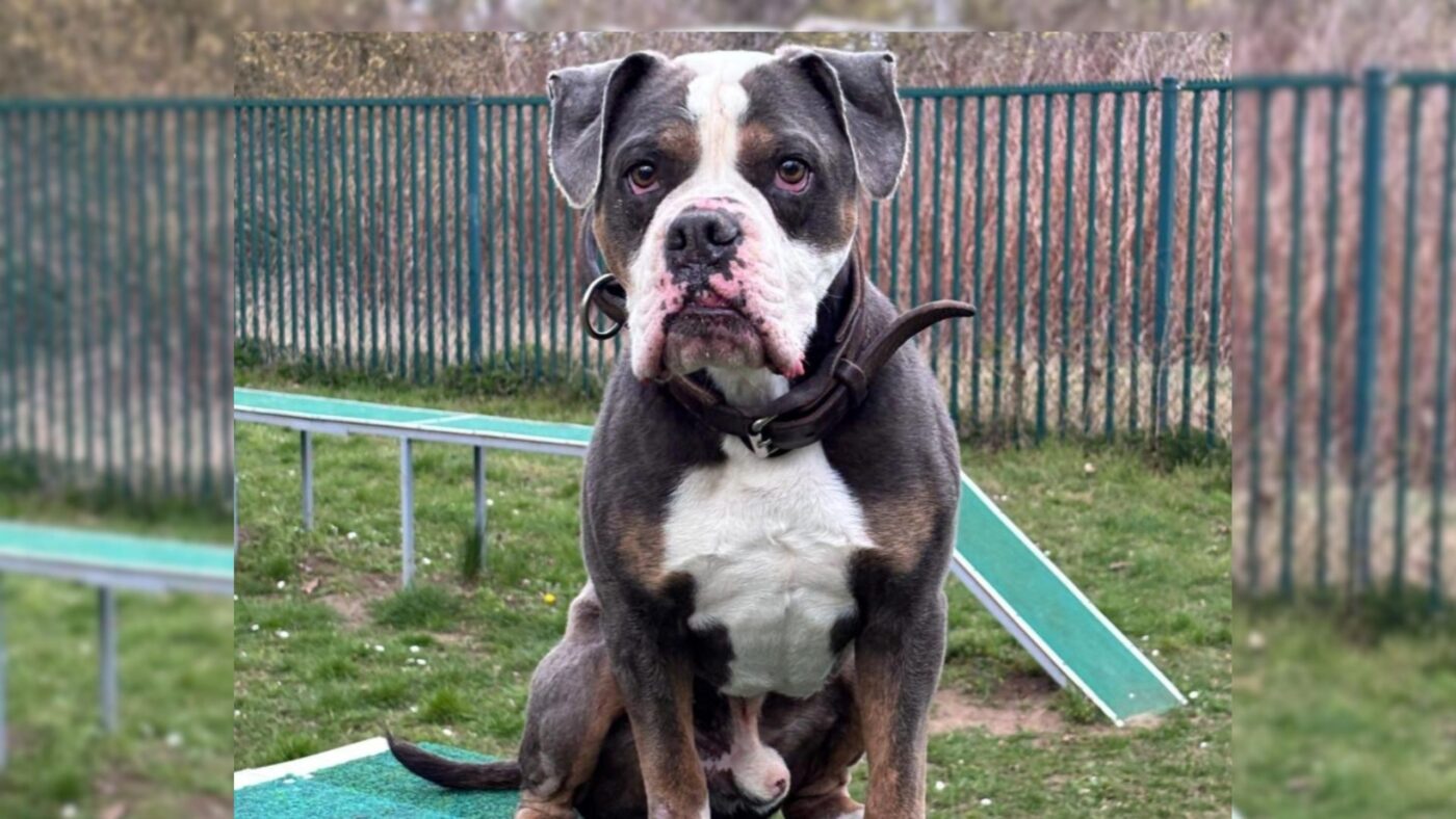 Die Bulldogge Charly sitzt vor einem Zaun auf dem Rasen.