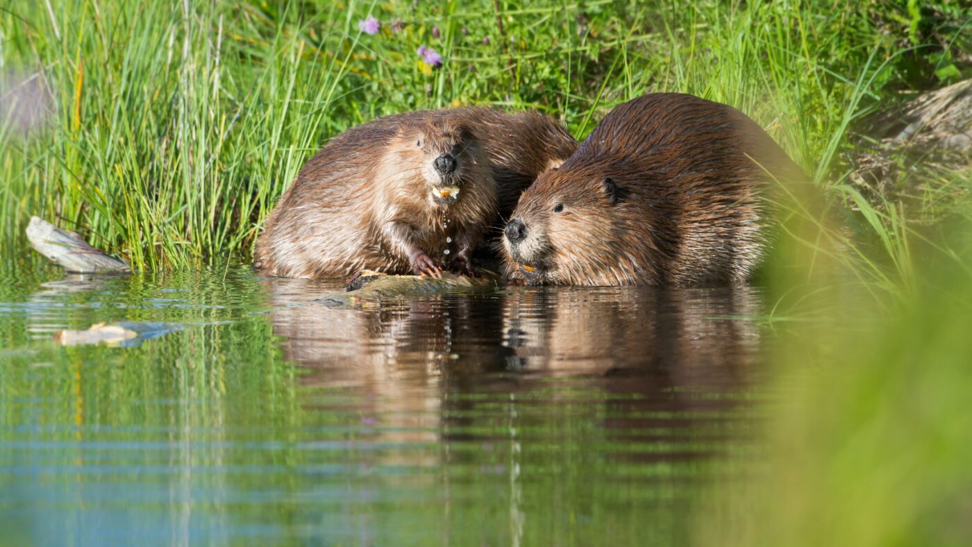 2 Biber am Wasser