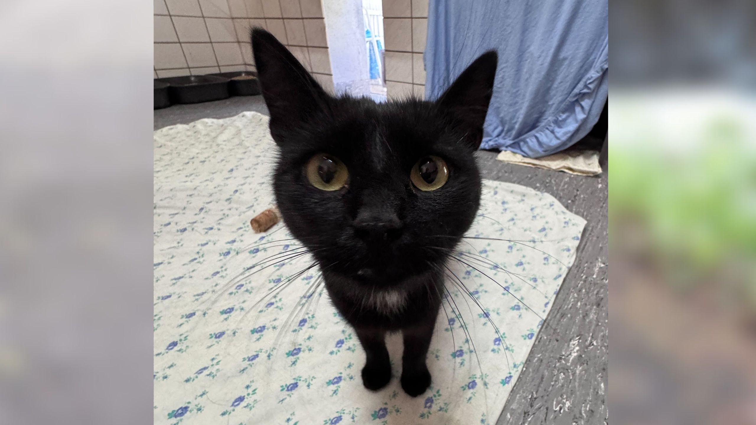 Kater Mateo