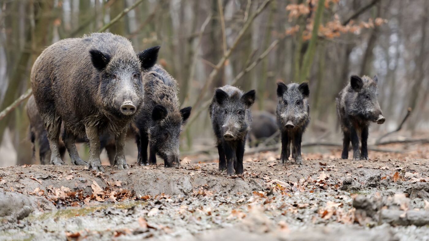 Eine Wildschweinfamilie im Wald bestehend aus zwei erwachsenen Wildschweinen und drei Frischlingen