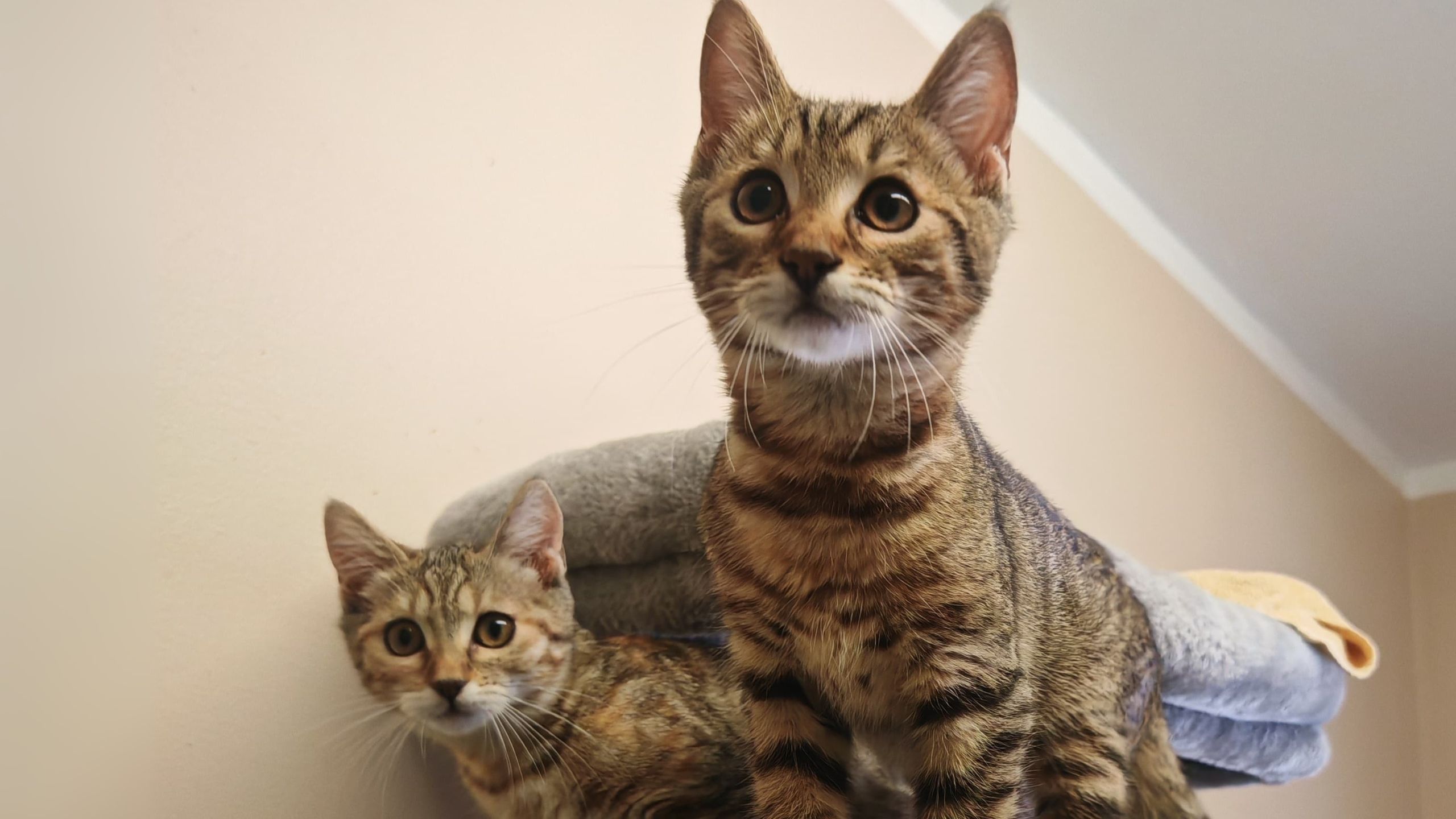 Unsere Tiere der Woche: Muffin und Cookie