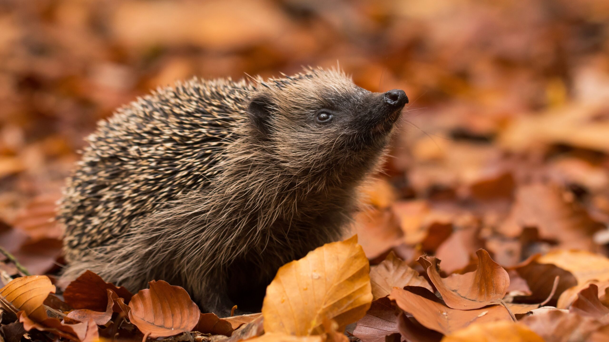 Ein Igel im Blätterlaub