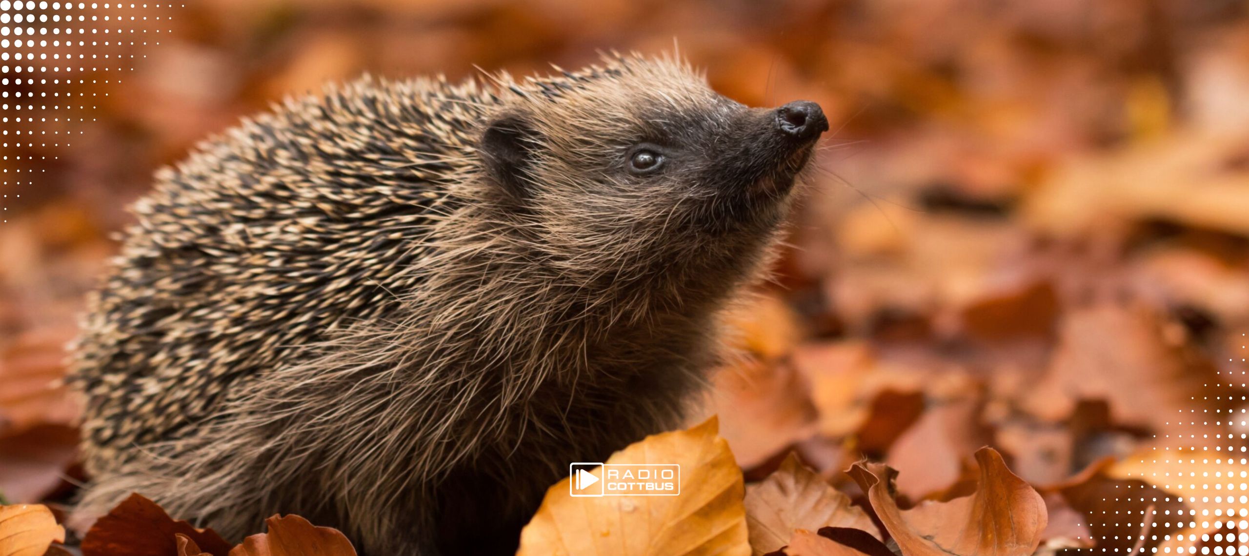Ein Igel im Blätterlaub