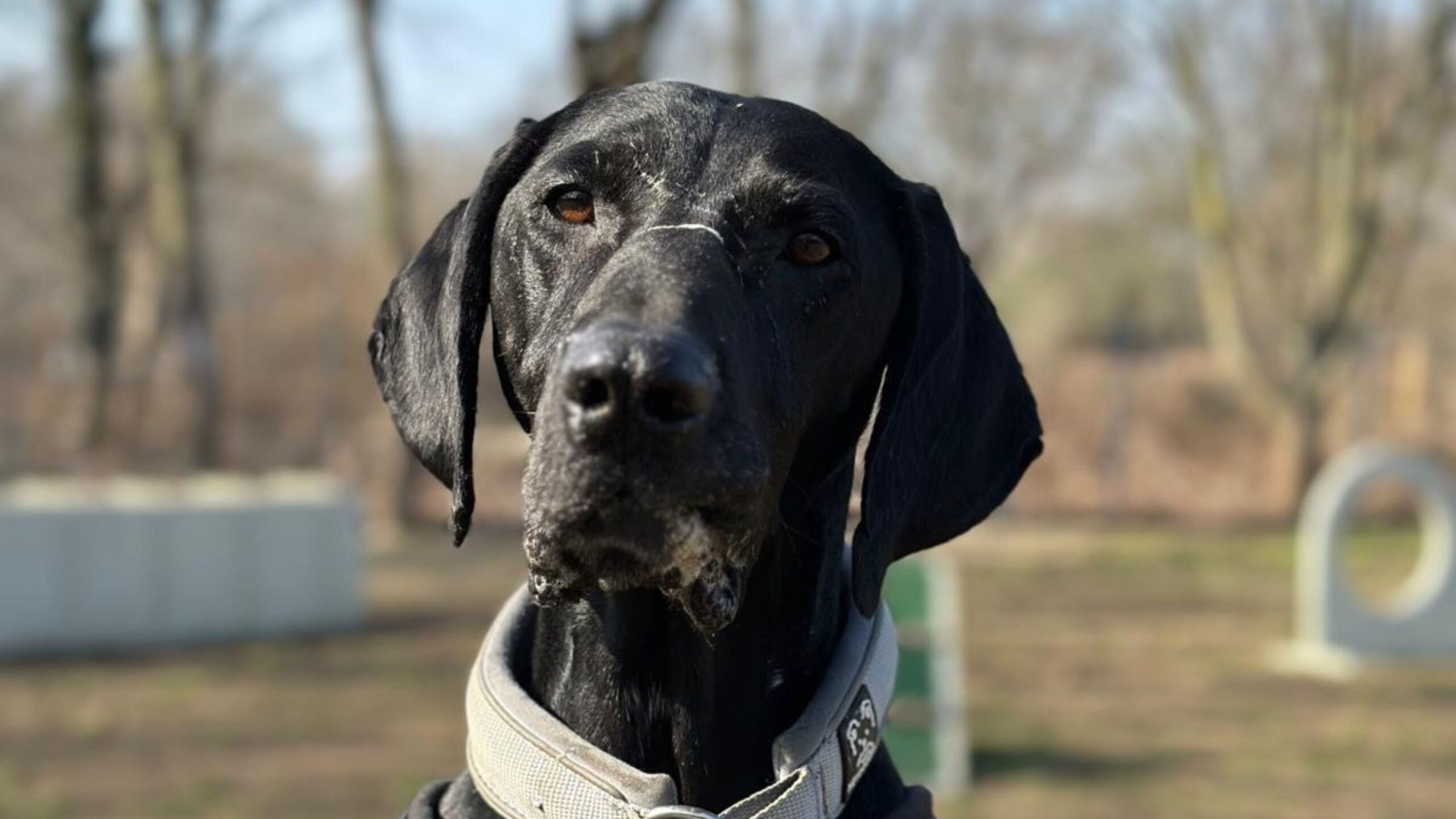 Hund Sid vom Tierheim Cottbus
