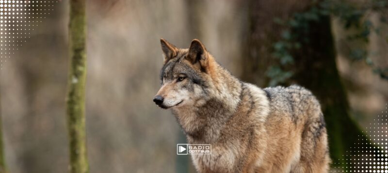 Wolfswelpen in Spremberg ertrunken: Landesamt warnt Bevölkerung