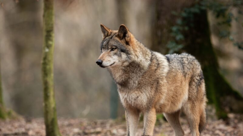 Marsch für den Wolfsschutz startet in Brandenburg
