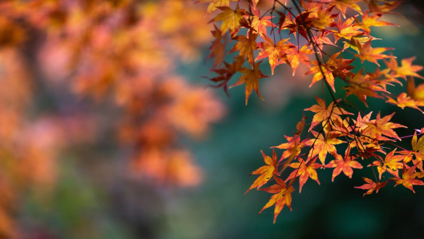 Herbstblätter