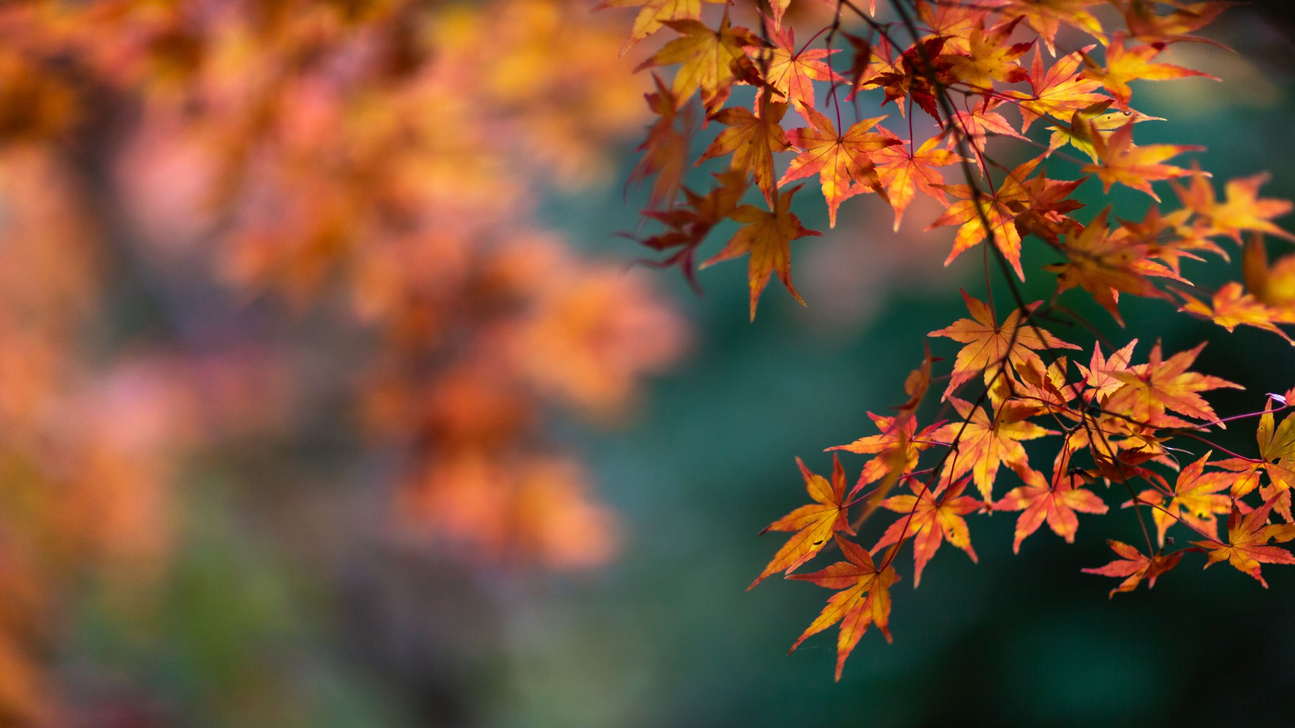 Herbstblätter