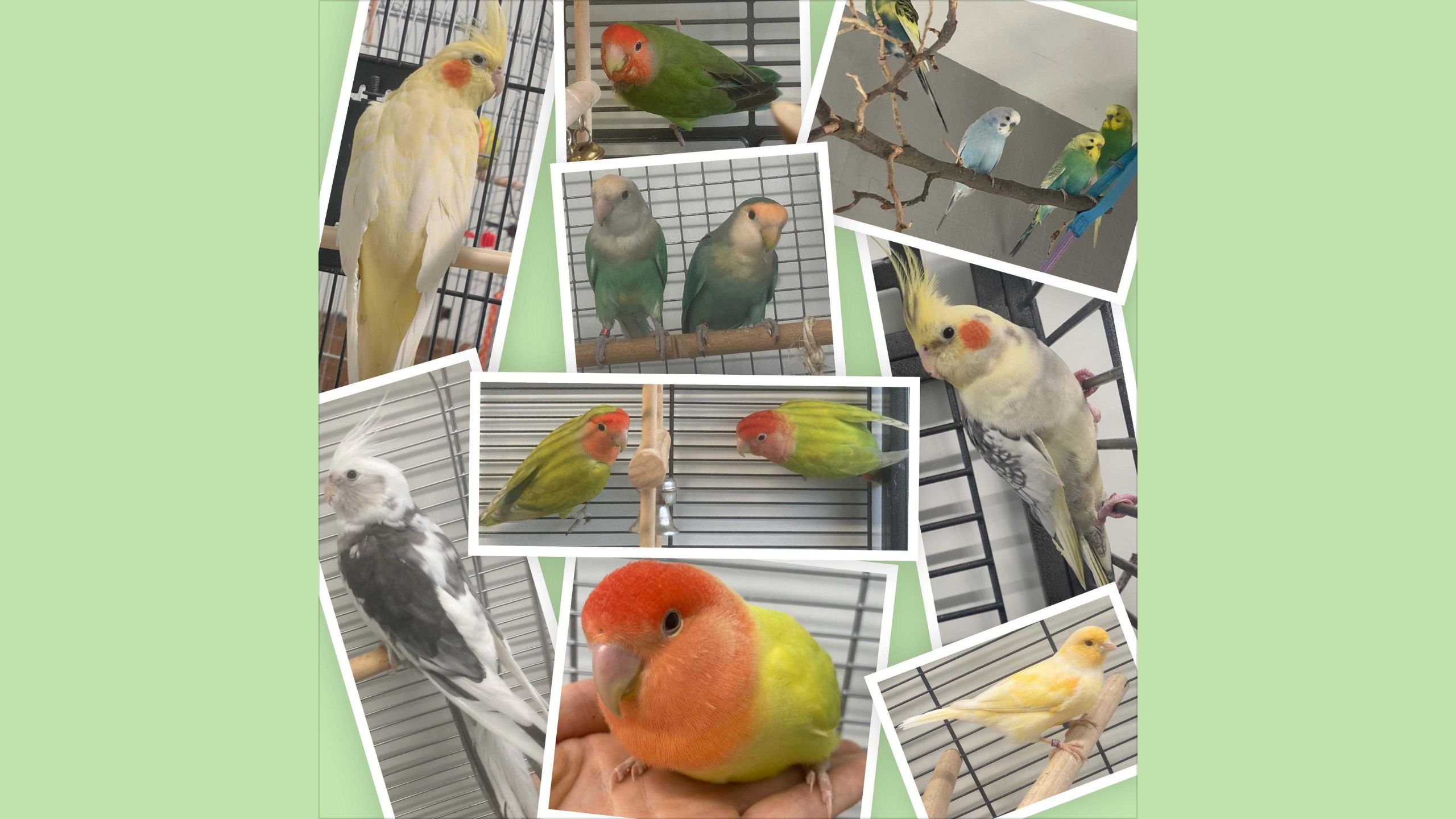 Vögel - Tierheim Cottbus
