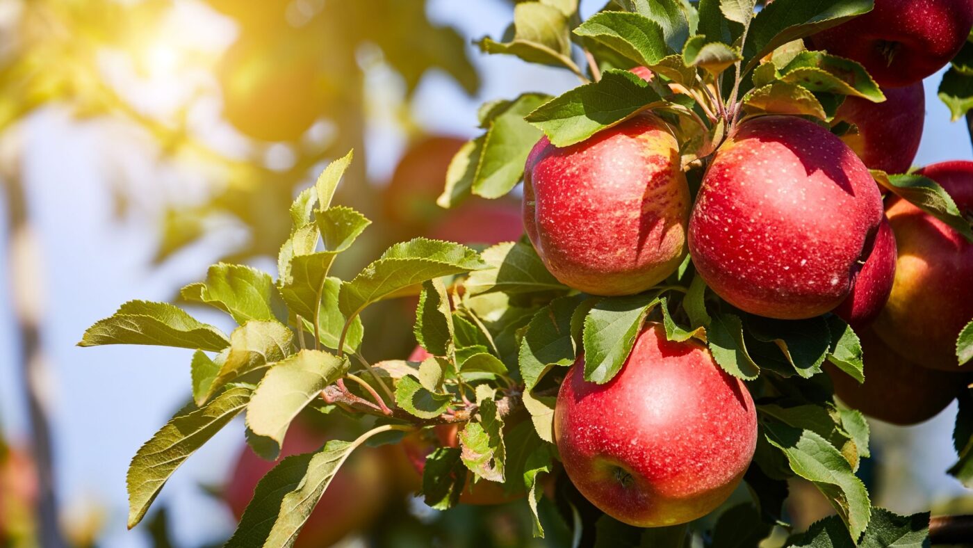 Frische Äpfel am Baum