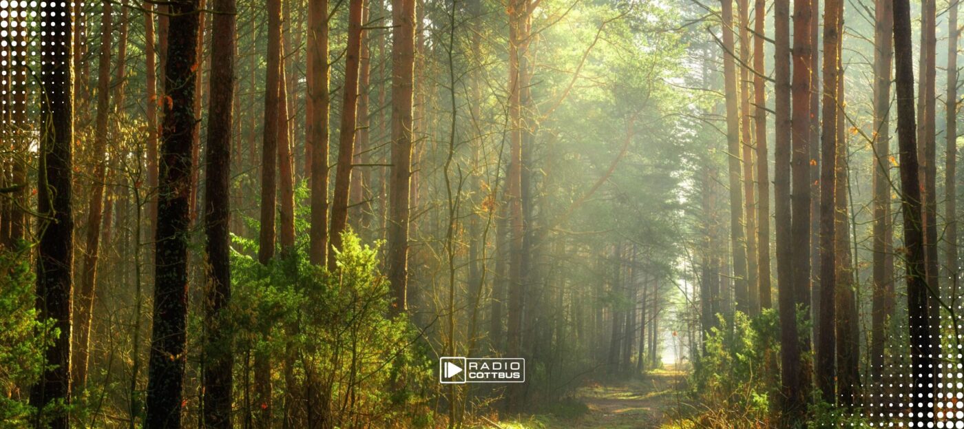 Wald