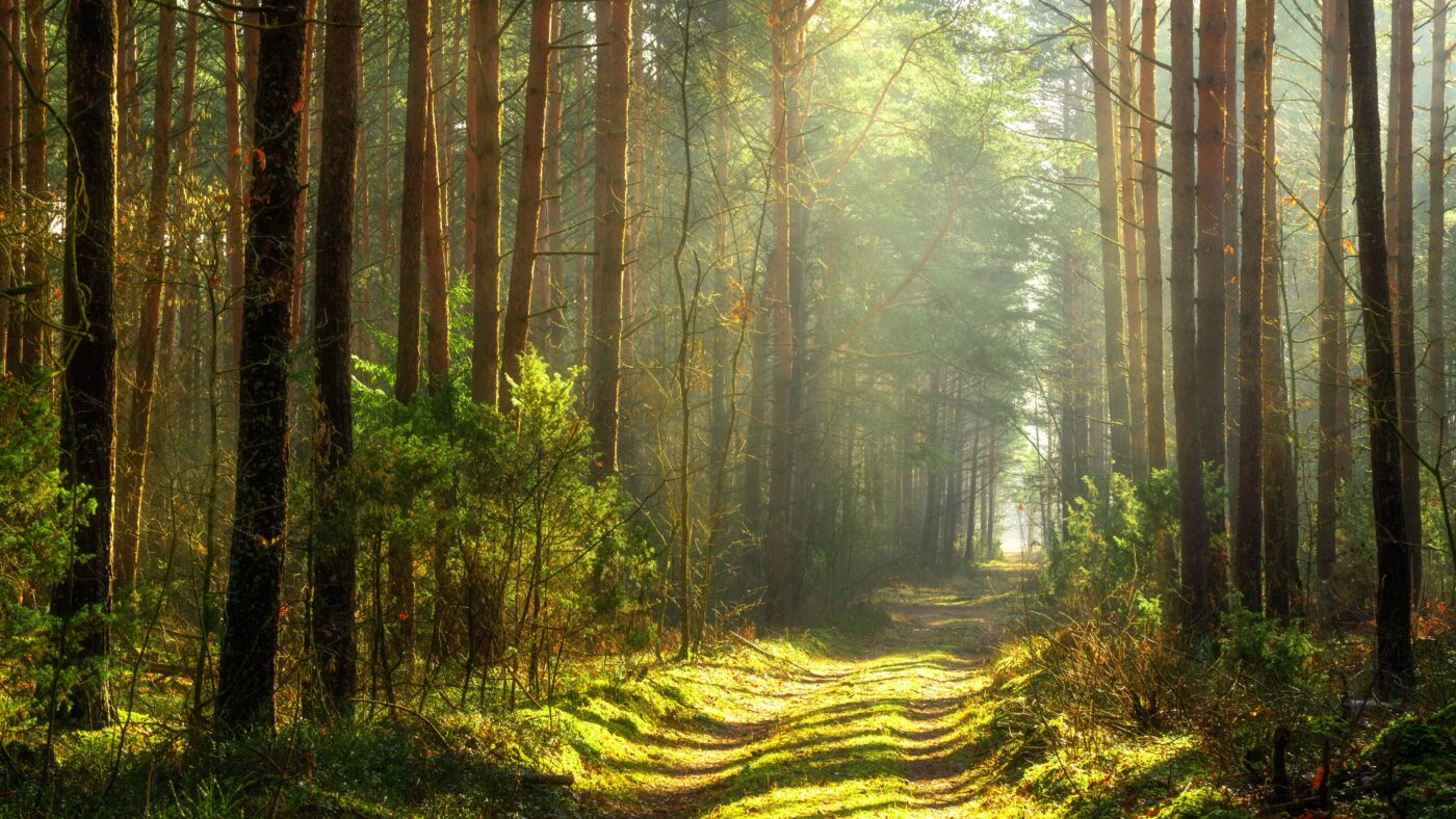 Wald