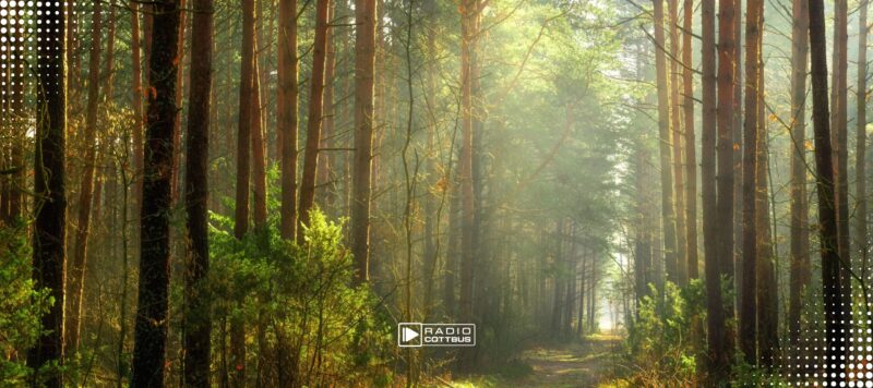 Wälder in Brandenburg schlagen Alarm: Nur noch jeder fünfte Baum gesund