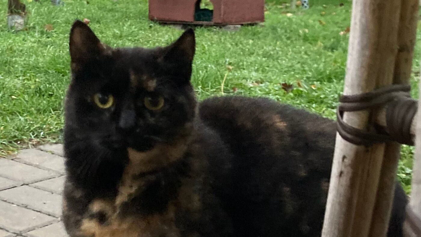 Tier der Woche - Katze Berta