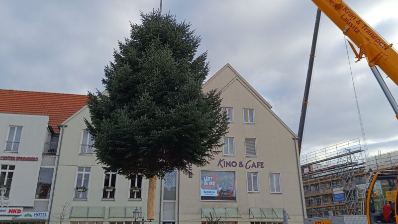Spremberg sucht Weihnachtsbäume für die Innenstadt
