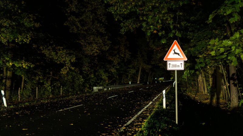 Zeitumstellung auf Winterzeit: Mehr Wildunfälle drohen in der Lausitz
