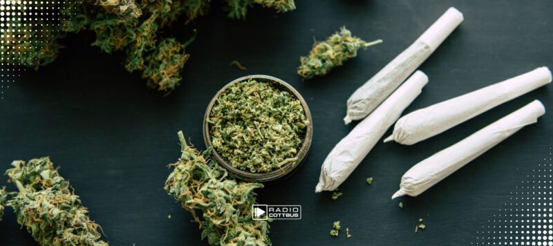 Cannabis in Brandenburg: Zwischen Hoffnung und Ernüchterung