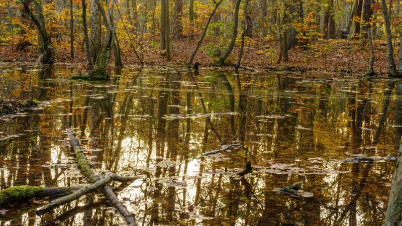 Elbe bekommt mehr Raum – Länder investieren 120 Mio. Euro