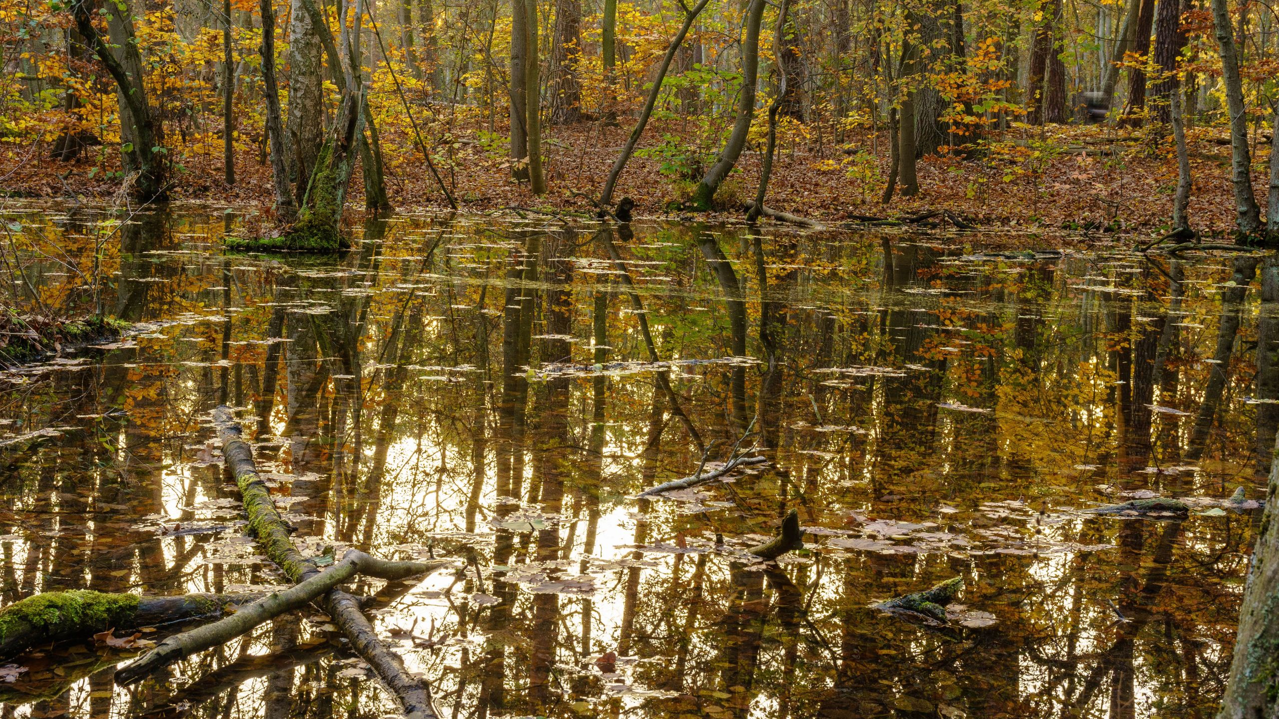 Moorgebiet - Flutungsflächen