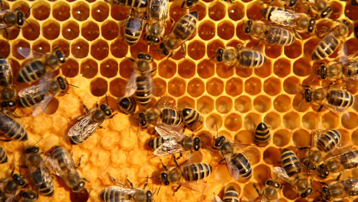 Bienen im Landkreis Dahme-Spreewald frei von der Faulbrut