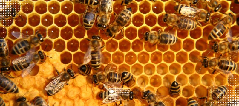 Amerikanische Faulbrut bei Bienen in Gallun nachgewiesen