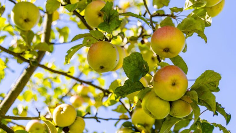 Grüne Woche 2026: Lausitz sucht regionale Produzenten für Berlin-Auftritt