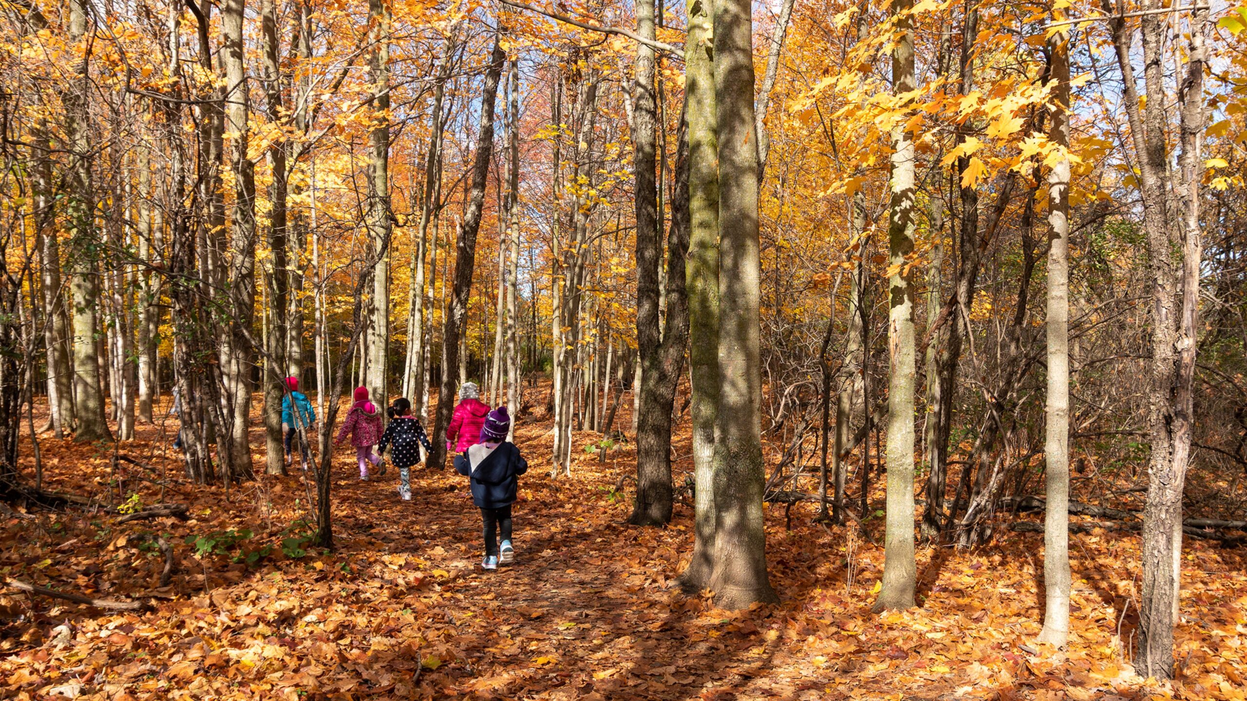 Eine Gruppe Kinder läuft durch den herbstlichen Wald