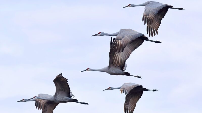 Vogelgrippe breitet sich in Brandenburg aus