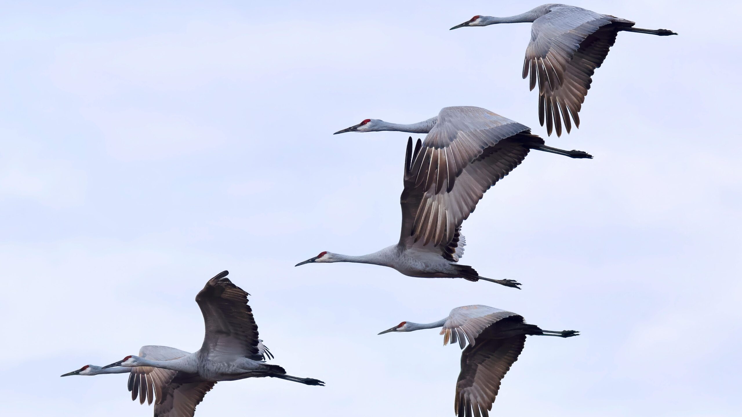 Vier Kraniche, die fliegen