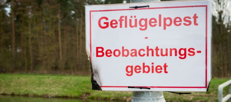 Geflügelpest breitet sich in Brandenburg weiter aus – Tausende Tiere betroffen