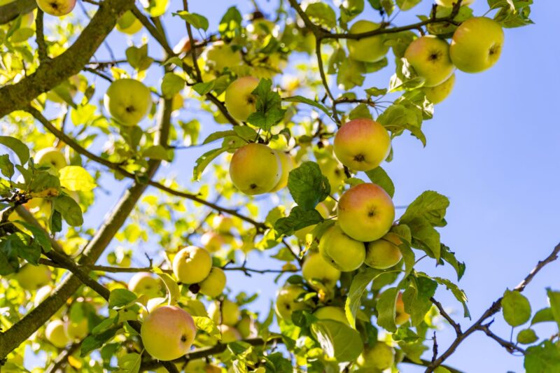 Cottbus und Spree-Neiße werben gemeinsam auf der Grünen Woche 2026