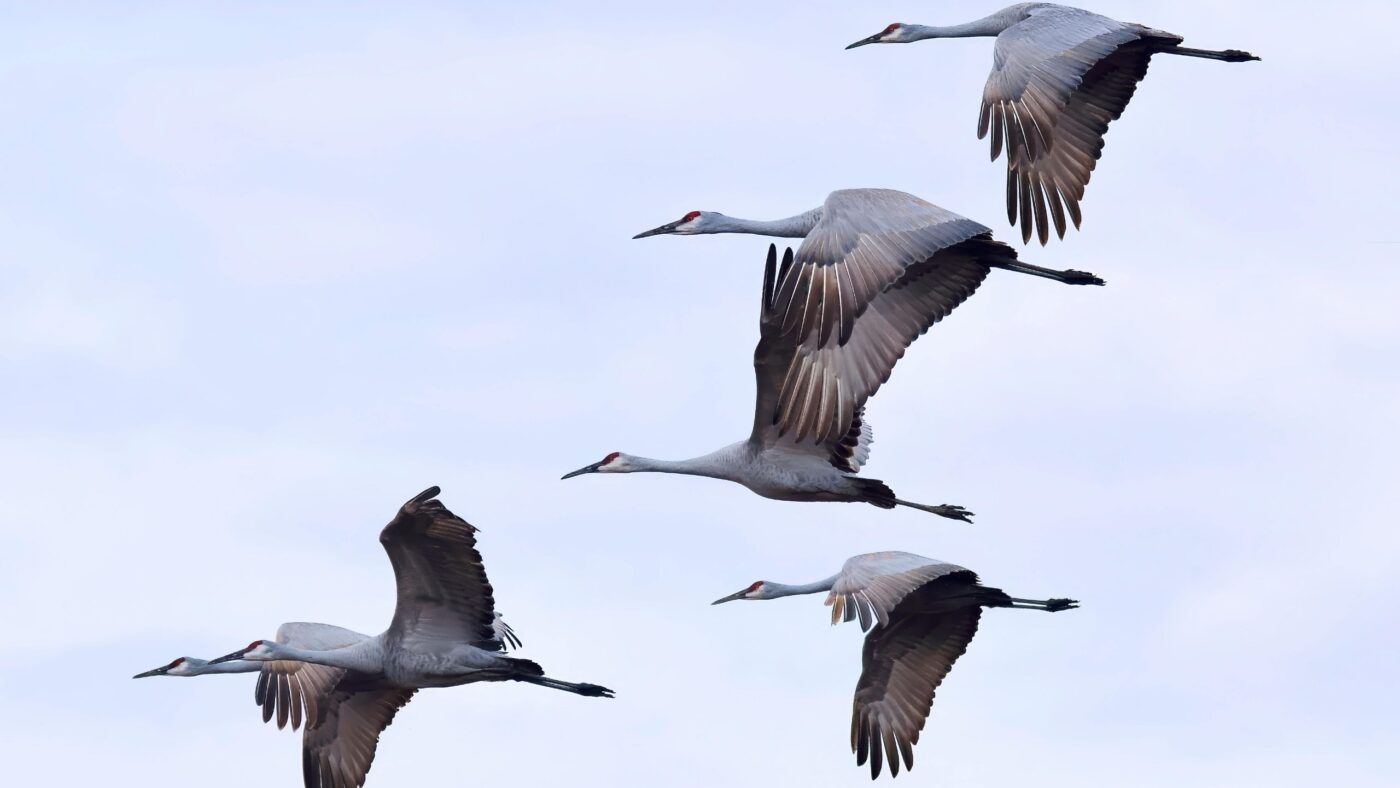 Kraniche die in einer Gruppe fliegen