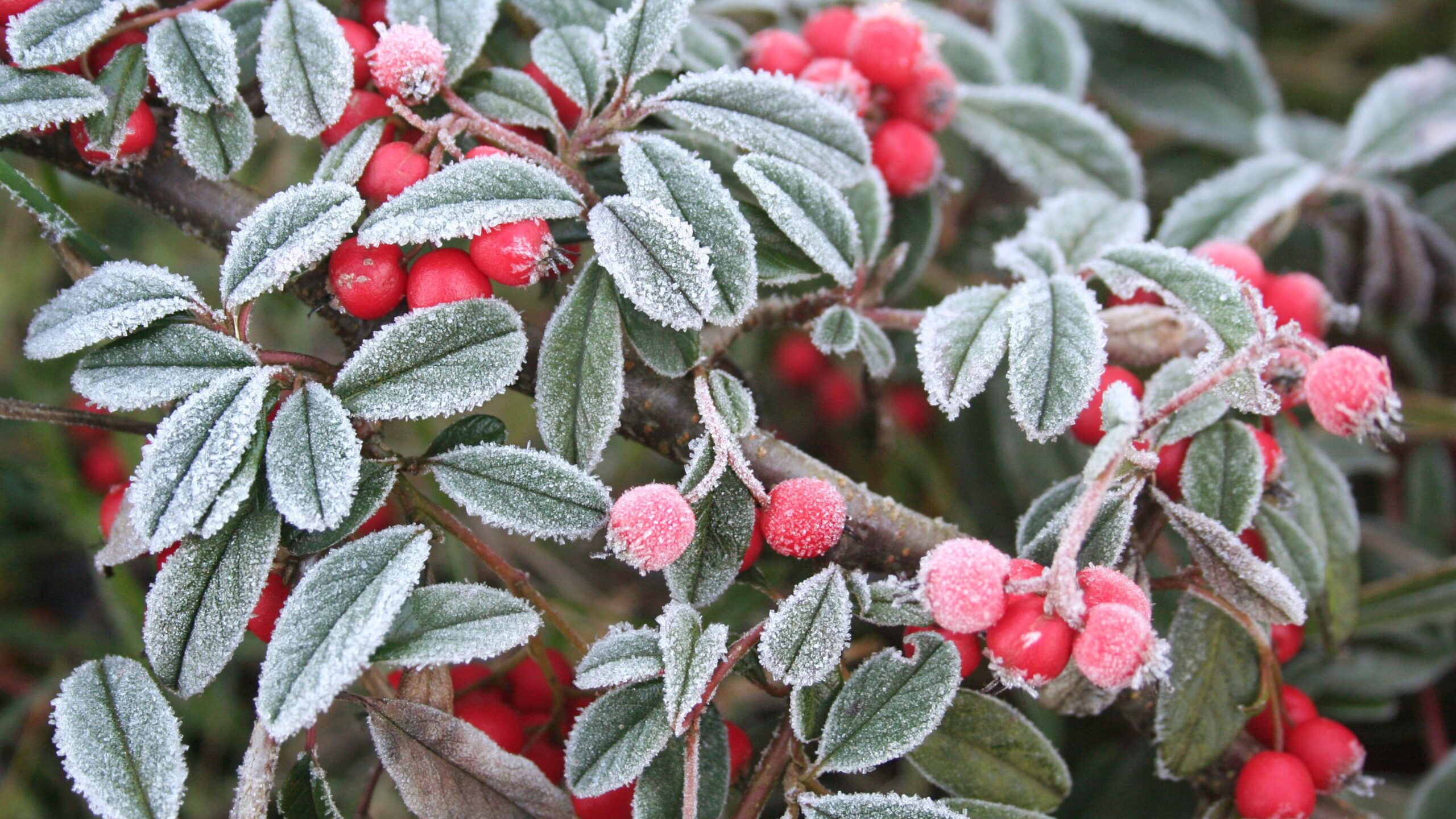 Blätter und rote Vogelbeeren voll mit Frost