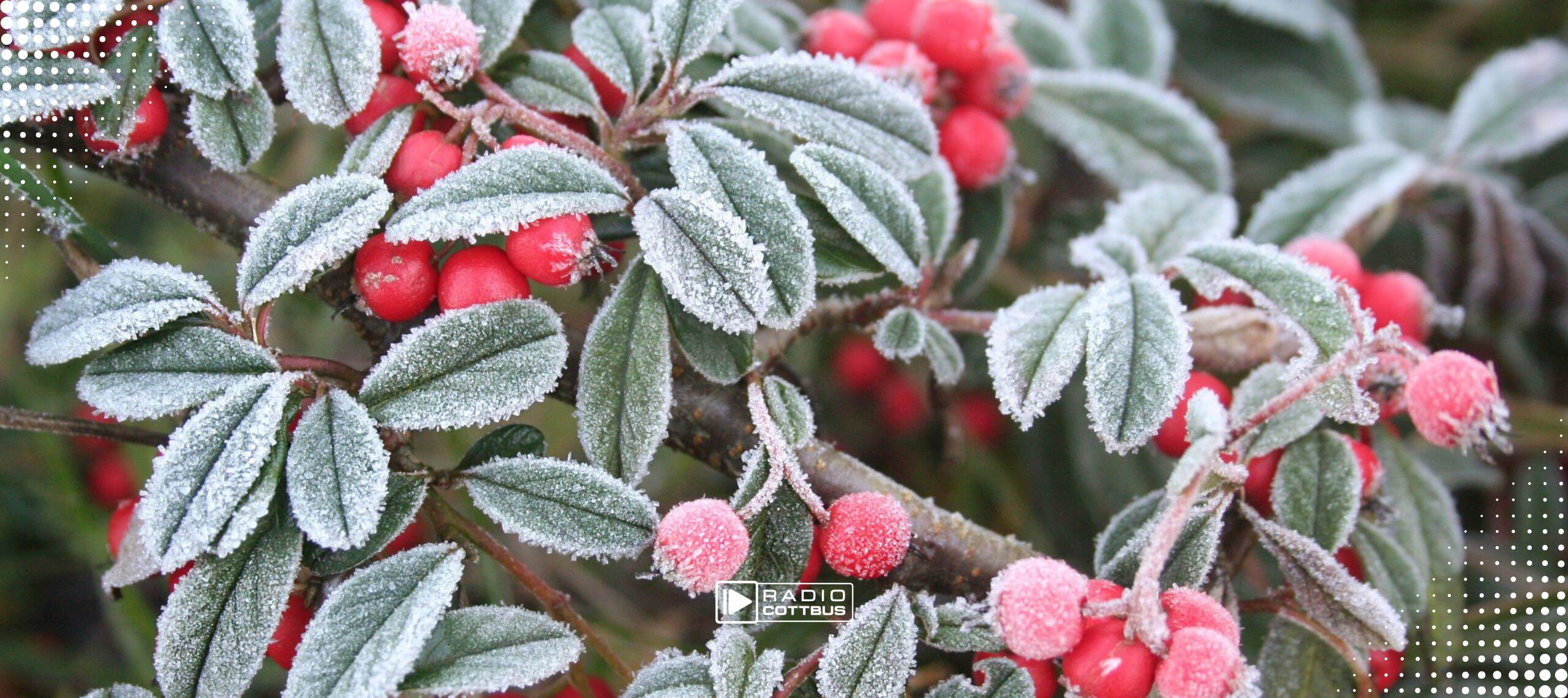 Blätter und rote Vogelbeeren voll mit Frost