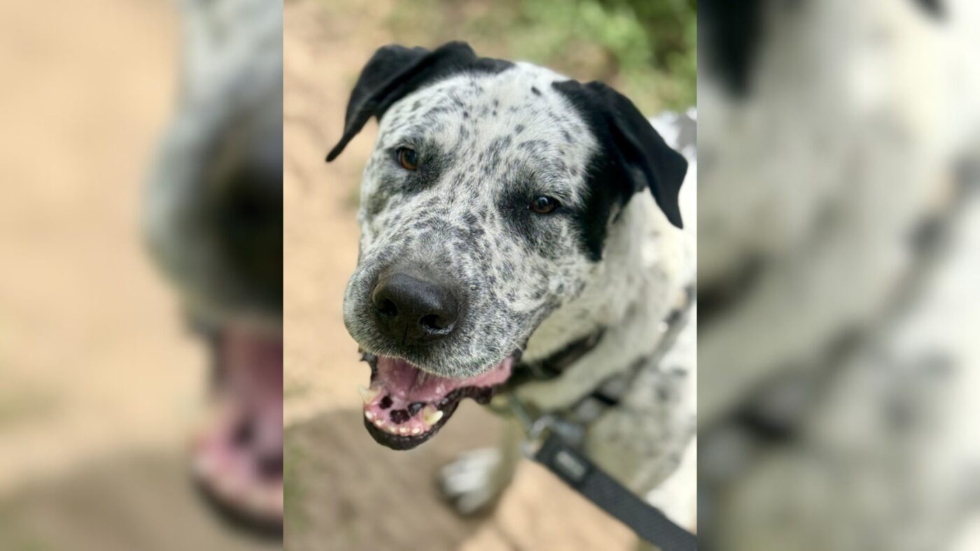 Tier der Woche - Hund Charlie