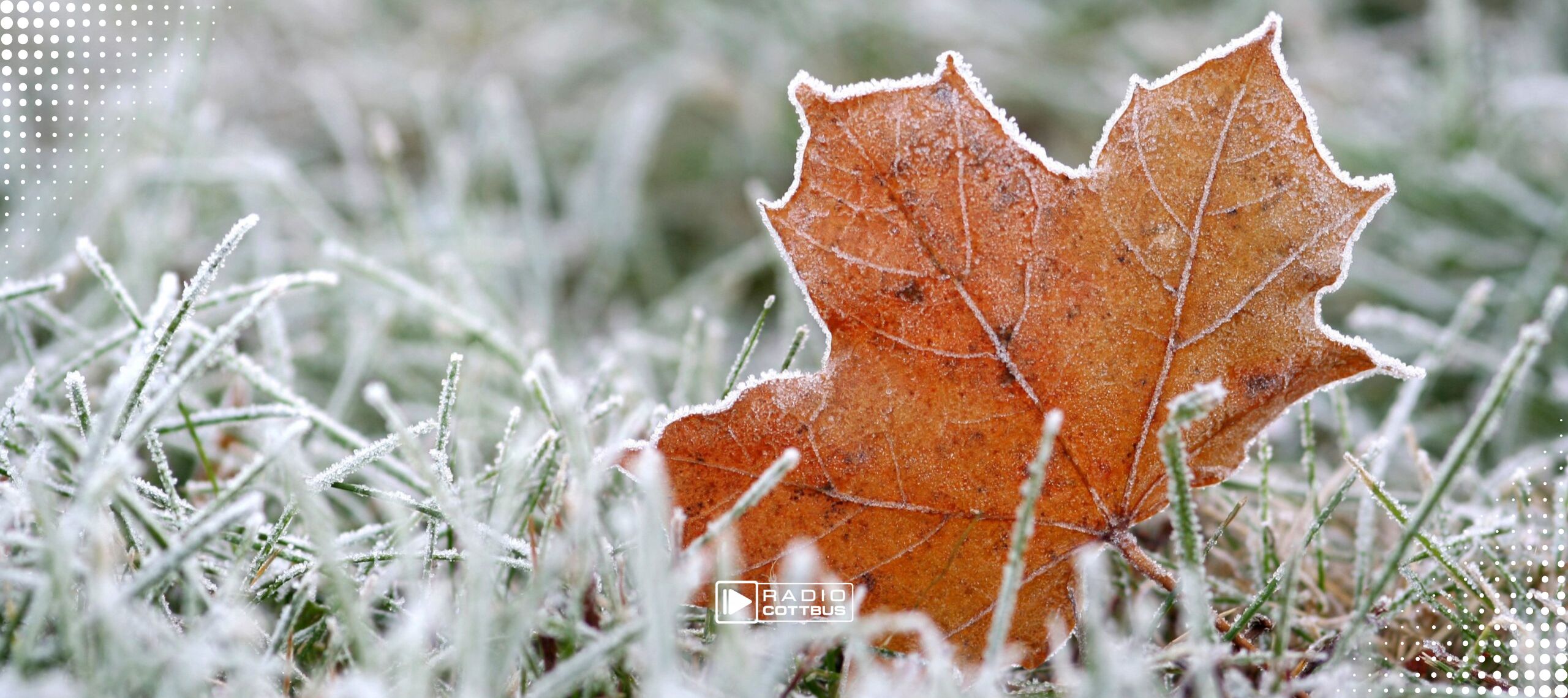 Eine Wiese und ein braunes Blatt mit Forst