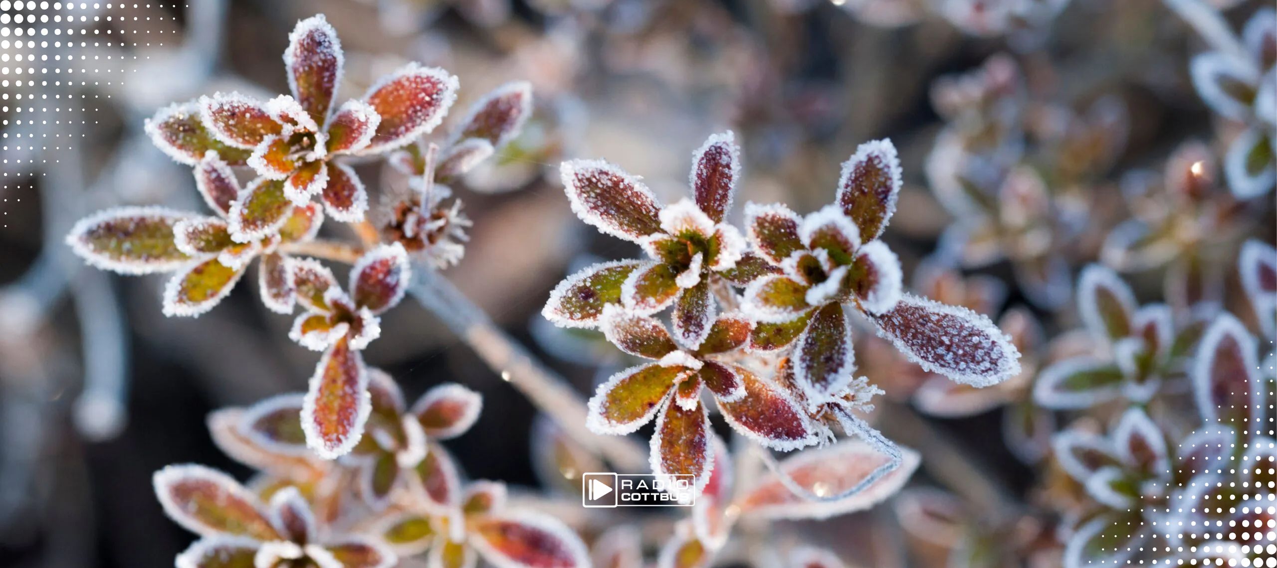 Eine Pflanze mit Frost