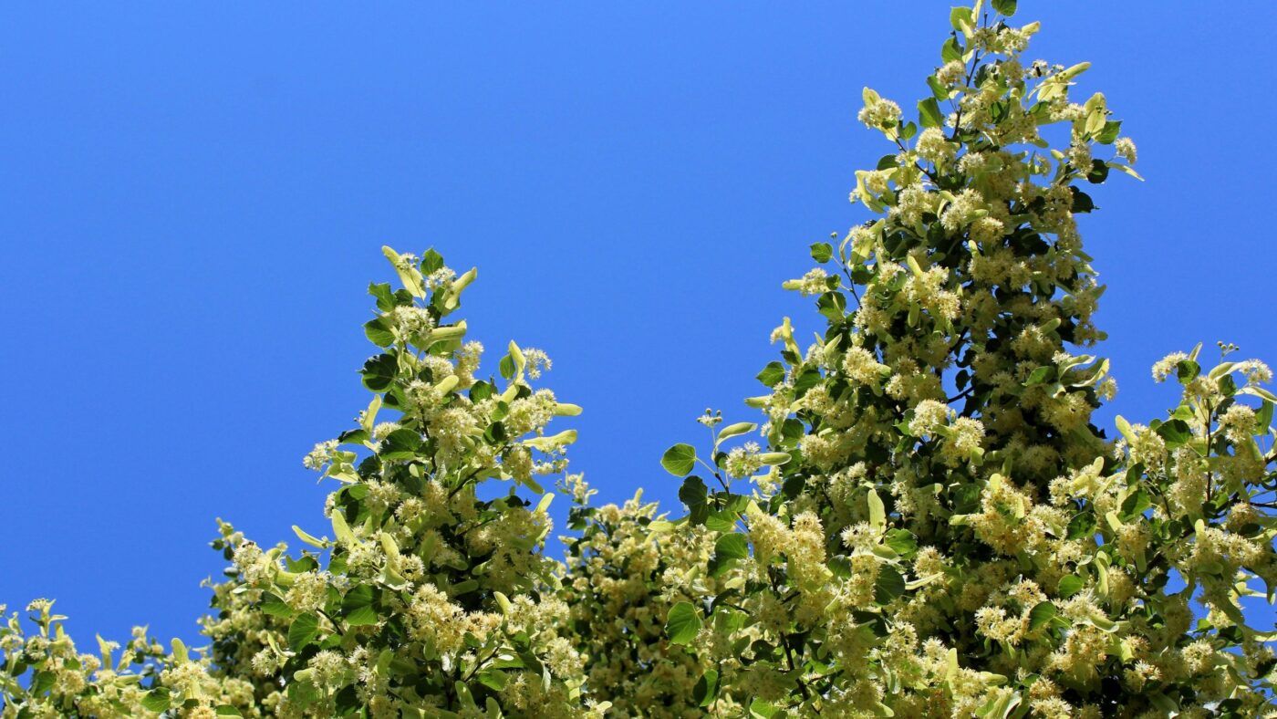 Krimlinden in Senftenberg