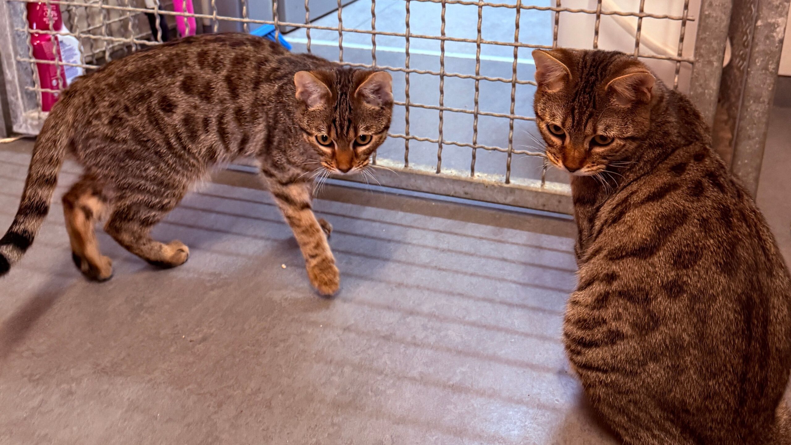 Die Tier der Woche - Katzengeschwister Tutti und Frutti