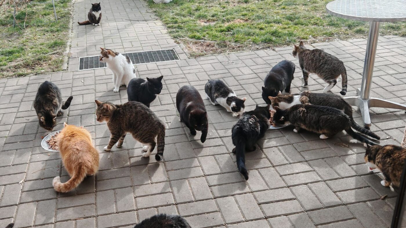 Katzenalarm im Tierheim Cottbus