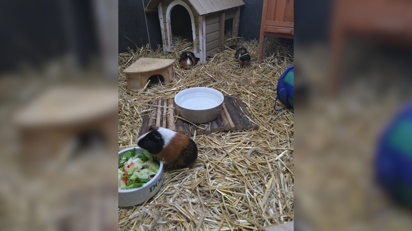 Tiere der Woche - Meerschweinchen im Tierheim Cottbus