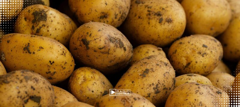 Brandenburger Kartoffelernte übersteigt Nachfrage
